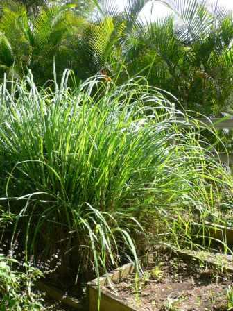 lemongrass-plant